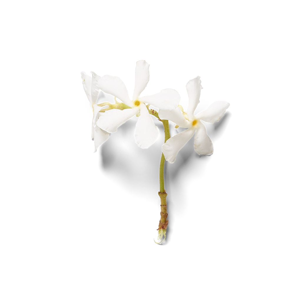 Ritual Herbs - Jasmine Flowers - Rite of Ritual